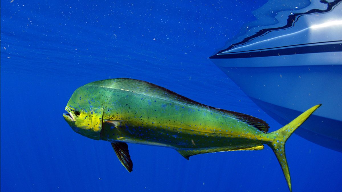 Mahi-Mahi / Dolphinfish