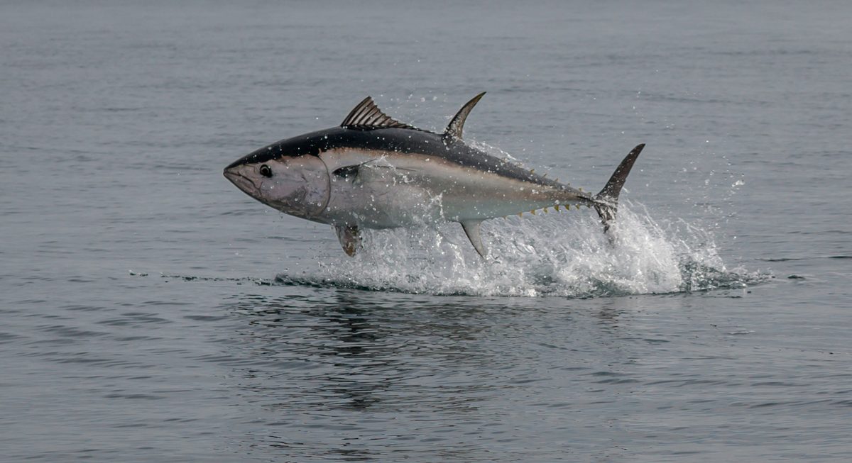Southern Bluefin Tuna