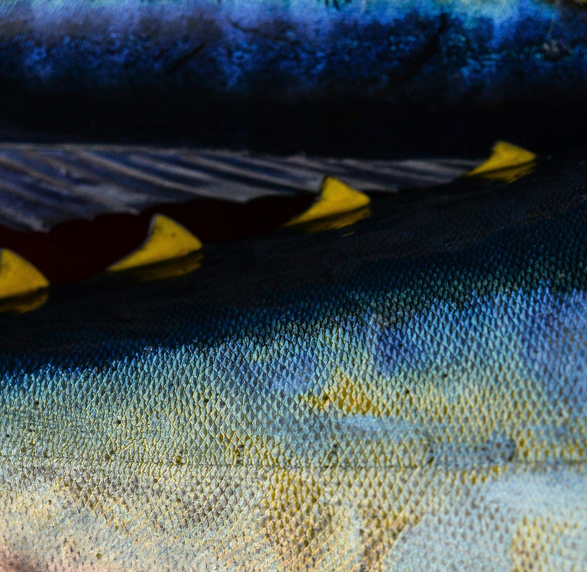 Yellowfin Tuna